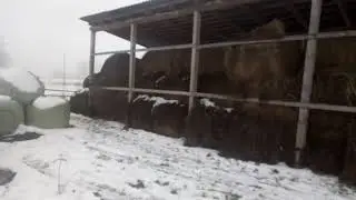 Продаю сено