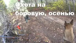 Охота на боровую осенью.