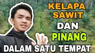 perpaduan kelapa sawit dan pinang dalam satu lahan