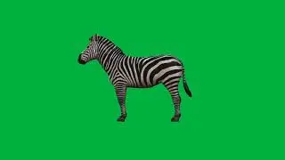 Zebra Green Screen || Chroma Key || Green Screen Animation || Animal Green Screen  || No Copyright