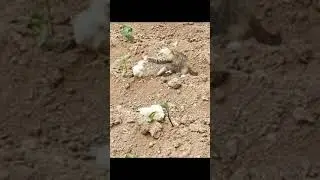 thú cưng hài hước 2 mèo và gà #pets #shorts #cats