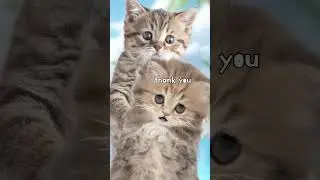 #마라탕후루챌린지6/#마라탕후루 /웃긴 고양이 애니메이션/ #MaraTanghuluChallenge / funny pets /funny cat animation/힐링샵