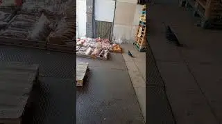 голуби и хлеб