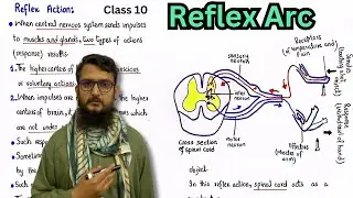 Reflex action | Reflex arc | class 10