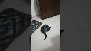 Maluquice felina da Sarina