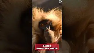 Бабуины непростые обезьяны #факты #животные #топчик #интересно