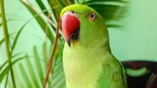 Parrot Angry Voice | Natural Parrot Sounds | Parrot Calling Sounds ||