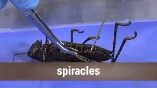 The body system of a grasshopper