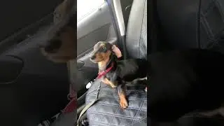грустный стафф #амстафф #собака #такса #голоднаясобака