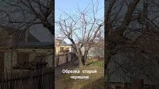 Старая черешня: сколько резать и почему?