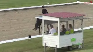 HP Tivoli (Total Hope x Fürst Romancier x Sir Donnerhall)