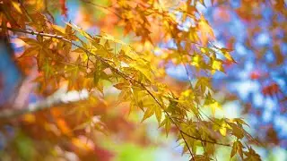 Classical Study Music - 8 Hours | Mozart with Alpha Study Aid - BiNaural Beats - Super Learning