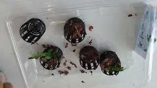 Aclimatización de Vandas, Vandopsis en cestas. Invitroorquid ®