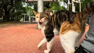 Cats in Istanbul will welcome you with lots of meows and joy