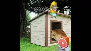 BANANA CAT 🍌🐱 BABY STEALS HAM AND GETS CHASED BY DOG 