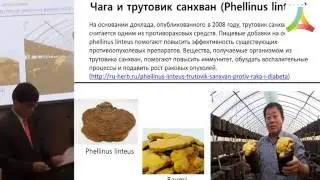 Применение экстракта гриба чага в лечении рака