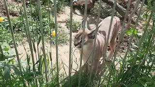 У сервалов новые соседи. Общительный Каракал🐾 ПАРК ЗЕМЛЯ ПРАЙДА 🌿