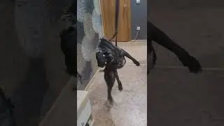 алигатор #жиганец #питбульграф