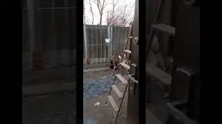 Американская Акита развлекается ))