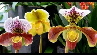 2017 02 04. Longwood Gardens, Orchid Extravaganza