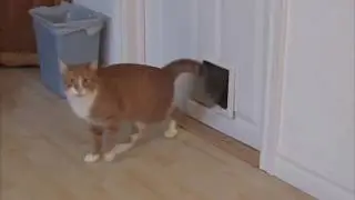 Дверцы для кошек и котов. Котоход.