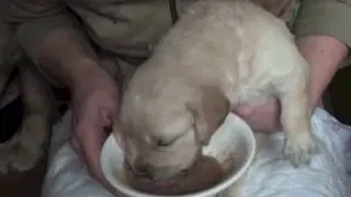 The first solid food for puppies/Первый прикорм щенков