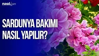 Sardunya Bakımı Nasıl Yapılır? | Nasil.com