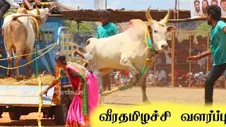 இதா வளர்ப்பு... கோவில்பட்டி மீன்குஞ்சு காளியம்மன் துணையோடு வேலுநாச்சியார் காளை