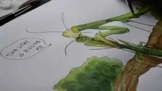 speedpainting mantis love watercolor