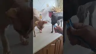 Яша#Марс❤️комуто#вкусно#а#комуто#нет😀🐈‍⬛🐈