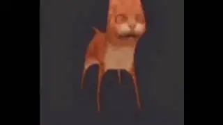 жалко котика((
