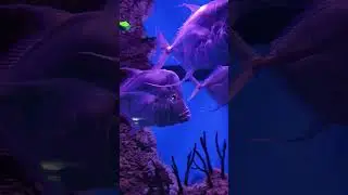 #Selene #aquarium #shortvideo #shorts #short
