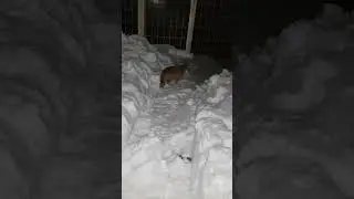 Из хита «Пыяла» -«Слово пацана» Слово котана- Роял на снегу