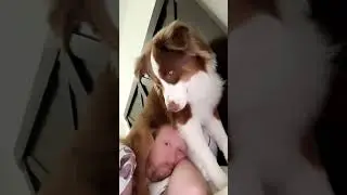 I DONT NEED AN ALARM CLOCK. MURPH WAKES ME WHEN HE’S READY #puppy #dog #cute #viral #trending #love