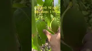 Trồng xoài chuẩn oganic - Xoài tứ quý mới đậu được 1 trái #shorts #xoai