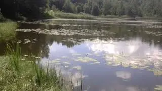 Карповый пруд с 2009 года