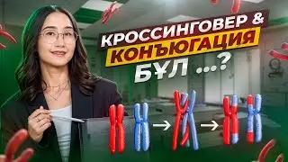 Кроссинговер & конъюгация - бұл …? | ҰБТ Биология