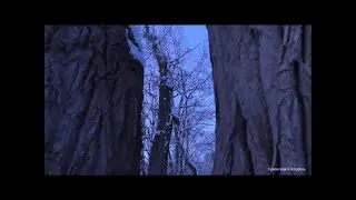 Музыка Волшебного зимнего вечера.Где ночуют звери?