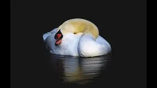 The Love of Tired Swans - Dimash Kudaibergen