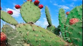 El Nopal Verdura y sus Retos Fitosanitarios (Parte 2)