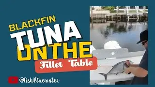 Early Spring Blackfin Tuna on the Fillet Table