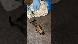 Новорожденного Рокки достали из мусорного контейнера.