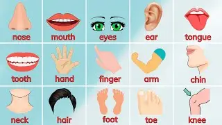 Học tiếng Anh các bộ phận trên cơ thể của bé | Mắt, Mũi, Miệng | Body Parts For Kids | Oh Vui Kids