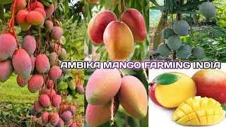 Ambika Mango Farming | Grafted Mango Saplings: Arunika, Ambika, Mallika, and Amrapali Varieties /#4k