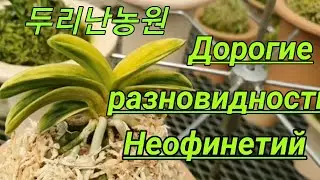 Дорогие разновидности НЕОФИНЕТИЙ. Обзор теплицы.두리난농원.
