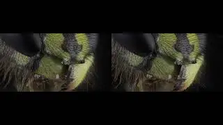 3D focus stack of a Wasp in 3d stereo