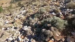 Svourixtis Pointer (Mirka ) vs Quail