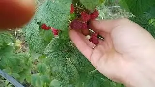 Малина Херитейдж и Химбо- топ на 1 октября.Обзор