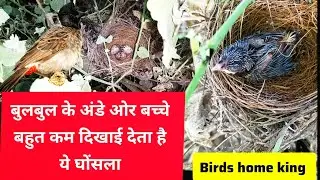 बुलबुल का घोंसला और बच्चे.#birds #bulbul #nest #birdslover #baby #egg #youtubevideo #zoo