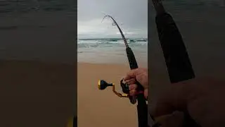 Surf fishing for salmon with the TT Siva Light Surf Rod. #fishing #shorts #ttfishing #surffishing